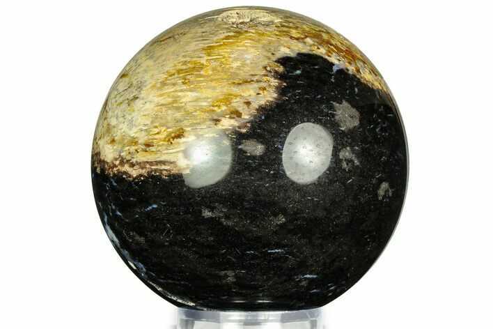 Polished Petrified Palm Wood Sphere - Indonesia #311584